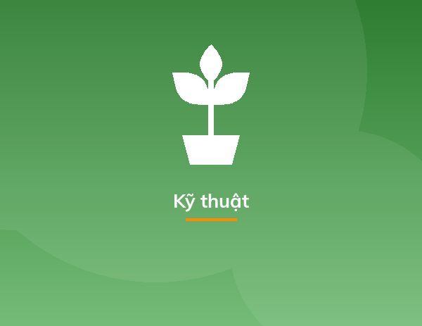 Cách trồng dạ yến thảo từ 1 nắm hạt cây, dễ ợt mà kết quả "hú hồn