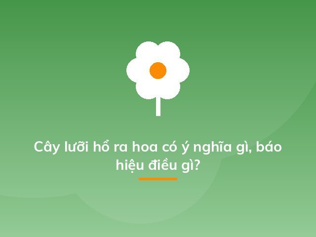 Cây lưỡi hổ ra hoa có ý nghĩa gì, báo hiệu điều gì?