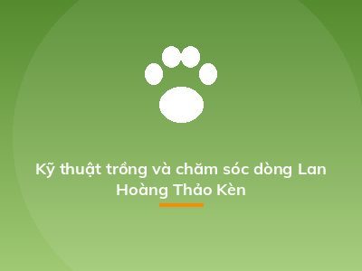 Kỹ thuật trồng và chăm sóc dòng Lan Hoàng Thảo Kèn