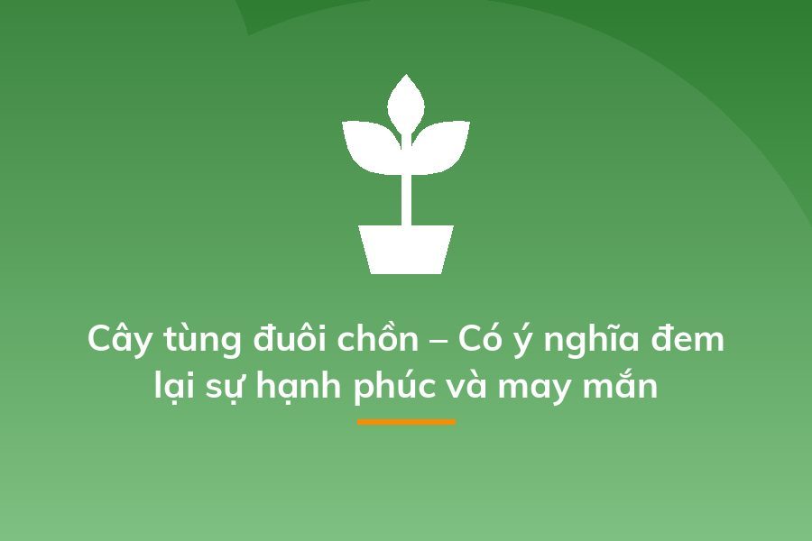 Cây tùng đuôi chồn – Có ý nghĩa đem lại sự hạnh phúc và may mắn