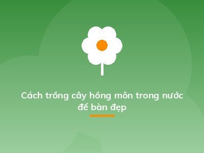Cách trồng cây hồng môn trong nước để bàn đẹp