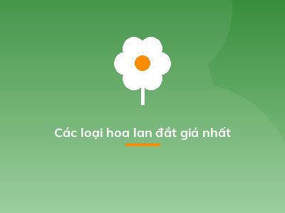 Các loại hoa lan đắt giá nhất