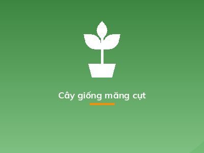 Cây giống măng cụt