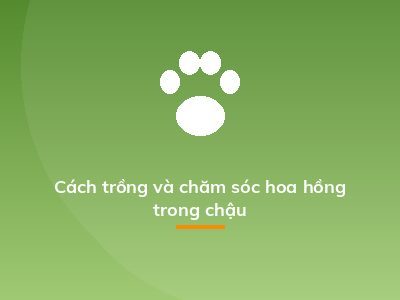 Cách trồng và chăm sóc hoa hồng trong chậu