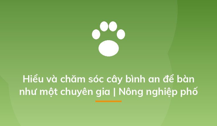 Hiểu và chăm sóc cây bình an để bàn như một chuyên gia | Nông nghiệp phố