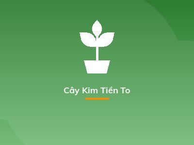 Cây Kim Tiền To