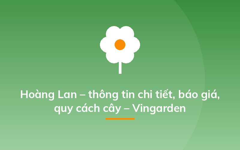 Hoàng Lan – thông tin chi tiết, báo giá, quy cách cây – Vingarden