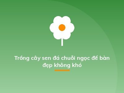Trồng cây sen đá chuỗi ngọc để bàn đẹp không khó