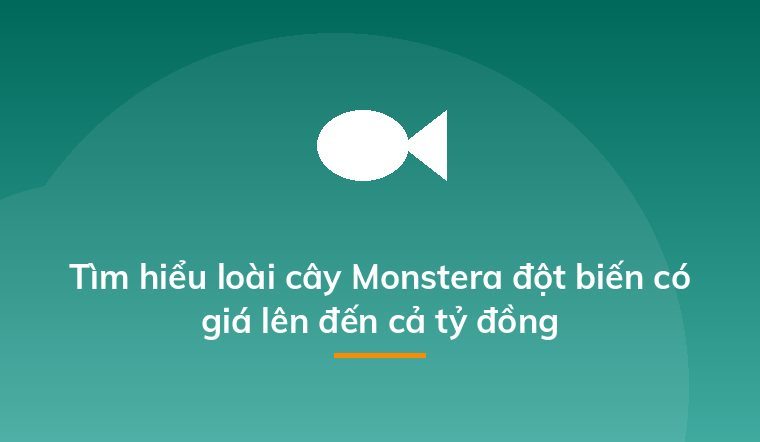 Tìm hiểu loài cây Monstera đột biến có giá lên đến cả tỷ đồng