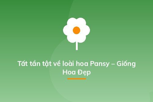 Tất tần tật về loài hoa Pansy – Giống Hoa Đẹp
