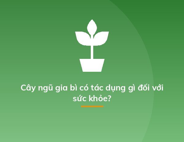 Cây ngũ gia bì có tác dụng gì đối với sức khỏe?
