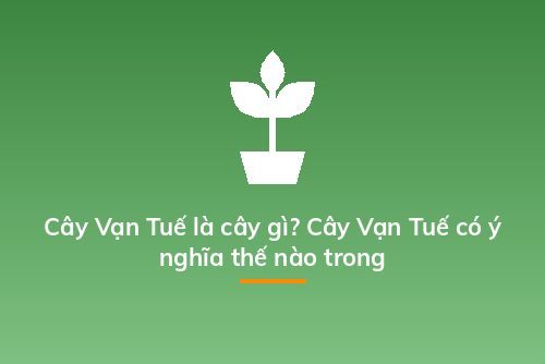 Cây Vạn Tuế là cây gì? Cây Vạn Tuế có ý nghĩa thế nào trong
