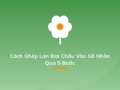 Cách Ghép Lan Đai Châu Vào Gỗ Nhãn Qua 5 Bước