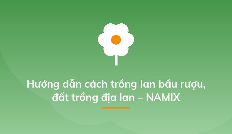 Hướng dẫn cách trồng lan bầu rượu, đất trồng địa lan – NAMIX