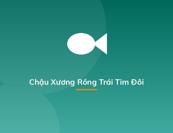 Chậu Xương Rồng Trái Tim Đôi